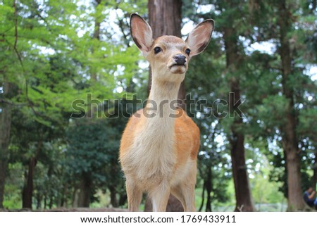 Close up baby furry female deer, with innocent look eyes and big ears, at Nara park with big green pine trees forest as a background in 2017. She looked toward the the tourist who took her picture. 