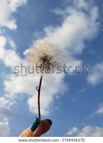 beautiful common dandelion flower picture