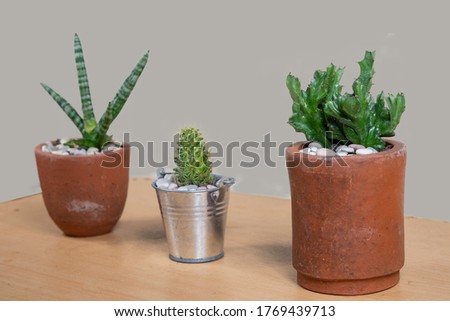cute and beautiful minimalist cactus flowers