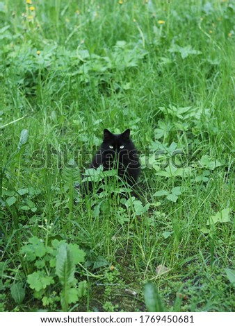 Beautiful black cat in the green grass 