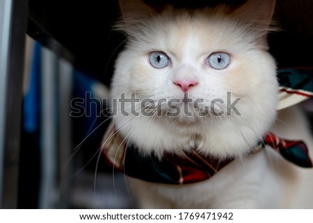 Fluffy blue-eyed cat hiding under the table