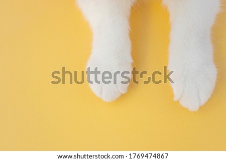 White cat paws on a yellow background. Top view, copyspace. The concept of pets, cat care, veterinary medicine, zoo.