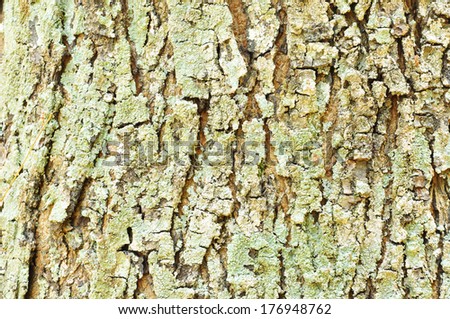 Close Up Pattern Of Tree Bark Texture For Background