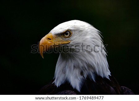 closeup  of a sea eagle with black background 