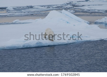 Polar bear walking on the ice searching for food