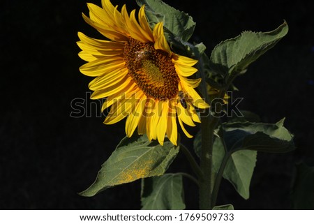 Sunflower and bee together picture