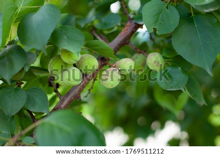great photo. green apricot fruits on a tree. Sick apricot fruit. diseases and viruses of fruit trees. Sick apricot tree. branch with apricots on a tree. sunny day. summer time