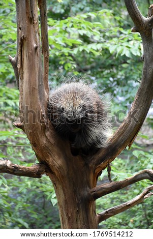Porcupine sitting poised in the crook of a tree.