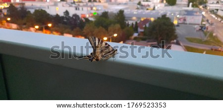 Large-size pictures of beautiful butterfly Scarce swallowtail (Iphiclides podalirius) sitting in summer night on the balcony in a city