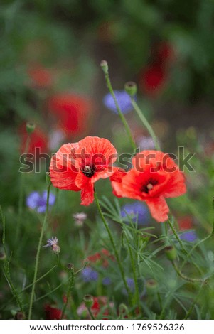 Closeup of blooming red poppy flowers, shallow depth of field