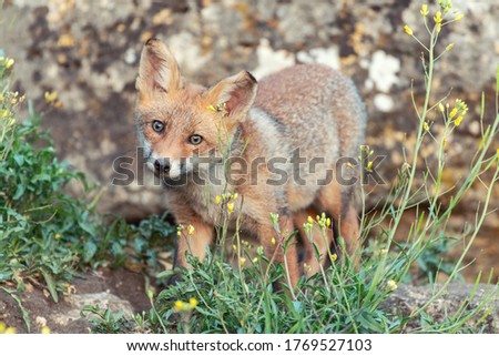 A young Fox looks at the camera. Vulpes vulpes.