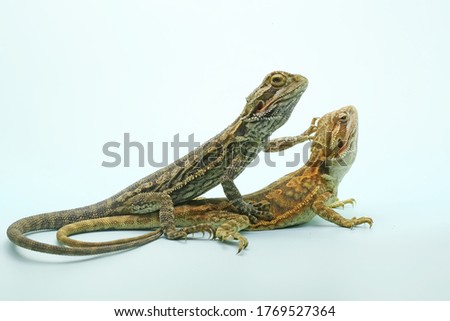 Two young bearded dragons (Pogona sp) are showing aggressive behavior.