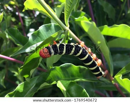 caterpillar in plant black and yellow Royalty-Free Stock Photo #1769540672