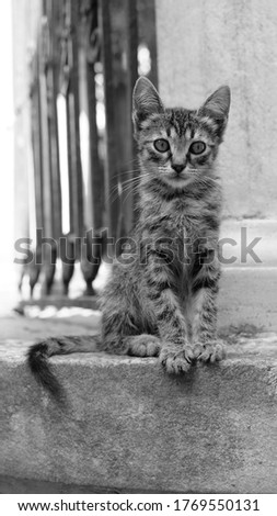 Cat Photography Black And White