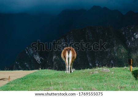 Stock photo of a red llama eating grass next to a wooden sign, with mountains and dark clouds on the background There is a stone sculpture.