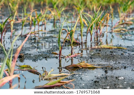 corn plants with yellow leaves and dying in flooded cornfield due to standing water and flooding. Concept of crop damage due to weather, yield loss and crop insurance claim and payment Royalty-Free Stock Photo #1769571068