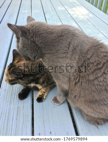 A male gray Russian Blue breed cat grooming a female calico cat outside on a wooden deck