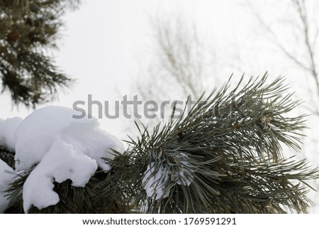 winter Christmas background with snow fir branches cones on forest background