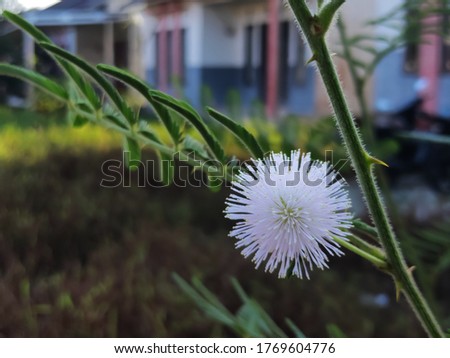 Unfocused Picture of White Flower from Mimosa Pudica, Mimosa Pudica also called sensitive plant, sleepy plant, shy plant, Dormilones, touch me not, shameplant. Macro Shot. Blurry Background.