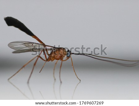 A macro shot of a Ichneumon Wasp in Brisbane, Australia. 
