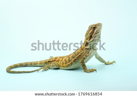 A young bearded dragon (Pogona sp) are showing aggressive behavior.