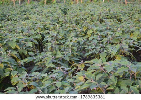 Picture of green eggplant field.