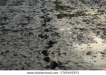 The picture of muddy ground.