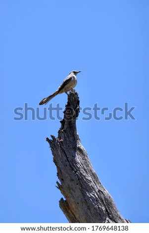 The northern mockingbird on the tree against blue sky