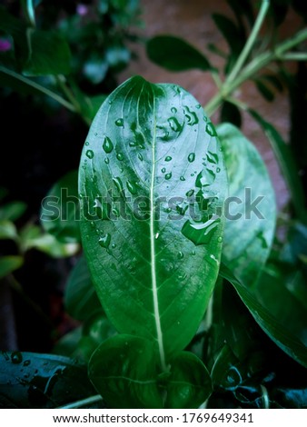 Picture of a green leaf with water drops on it