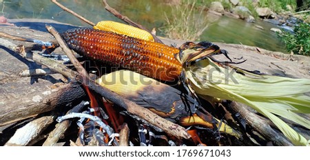 Roasted Corn On Coal Fire Stock Photo