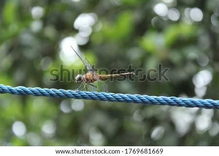 Small hopper on the wire natural background photo