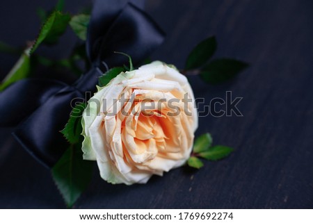 peachpuff rose with black ribbon close up on dark background