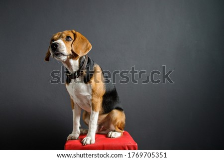 beagle puppy dog looking up on gray screen