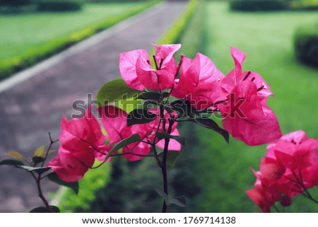 blossom pink flower in the morning