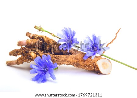Dry roots of chicory and cichorium flowers isolated on white background. Medicinal herbs. Coffee alternative Royalty-Free Stock Photo #1769721311