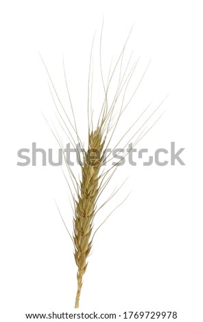 Wheat Grain Isolated On White Background