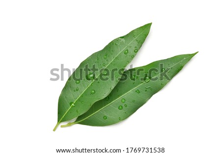 Eucalyptus leaves with water droplets isolated on white background with clipping path. Royalty-Free Stock Photo #1769731538