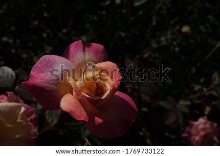 Pink Rose "Abracadabra" in full bloom