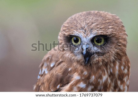 Closeup of a young owl