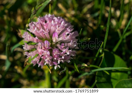 A small pink ball-shaped flower. Macro photo. Very small flower. Pink floral ball. Blooming grass in the spring. Green grass and green leaves of a plant close-up. Beauty in detail