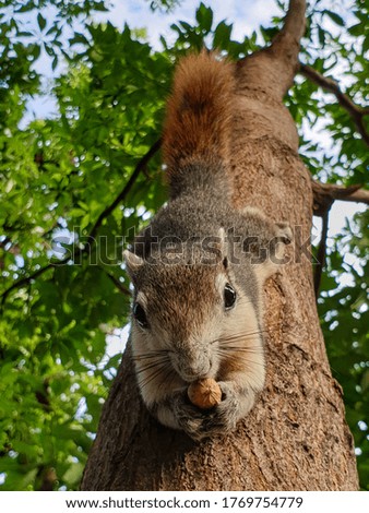 A squirrel eating nuts on a tree