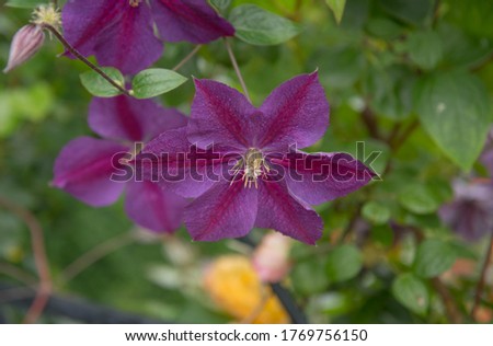 Summer Flowering Deciduous Climbing Clematis Plant (Clematis 'Star of India') Growing up a Pergola in a Country Cottage Garden in Rural Devon, England, UK