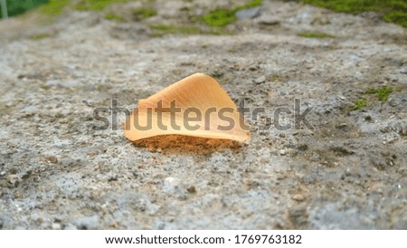 one fallen leave on thw ground orange in colour with grey and green background