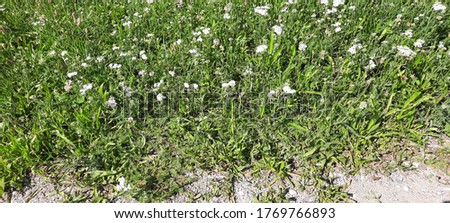 Large-size pictures of common yarrow (Achillea millefolium) with white blossoms and clover (Trifolium pratense) with rose blossoms growing on a medow in a city park in summer