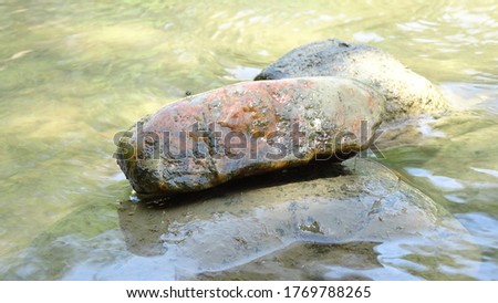 Colored stone with a noticeable image of the face of the animal. In water. Background picture.