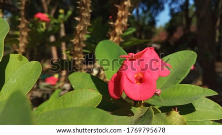 beautiful red euphorbia flowers under sunshine