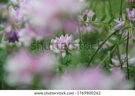 Background of Wildflowers Field Nature