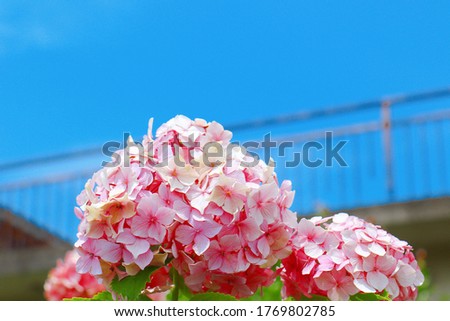 This is a picture of the blue sky and hydrangea.