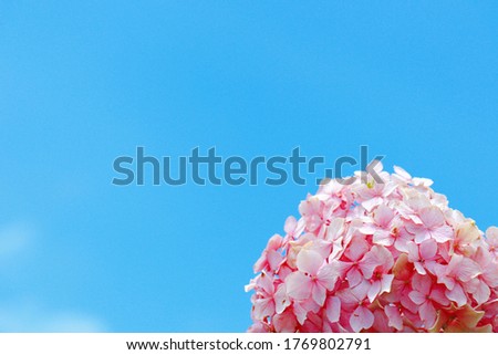 This is a picture of the blue sky and hydrangea.