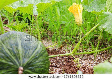 This is a picture of the Buttercup Squash.